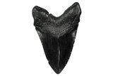 Fossil Megalodon Tooth - South Carolina #340204-1